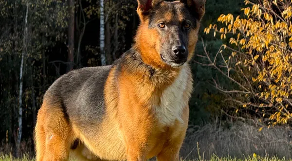 Pies do adopcji, Pieczyska, 11 listopada 2025 (1/5)