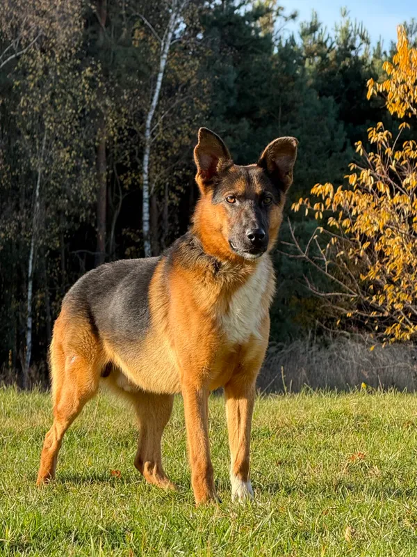 Pies do adopcji, Pieczyska, 11 listopada 2025 (2/5)