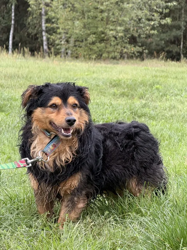 Pies do adopcji, Pieczyska, 11 listopada 2025 (4/4)