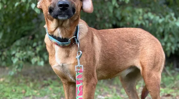 Pies do adopcji, Pieczyska, 11 listopada 2025 (1/4)