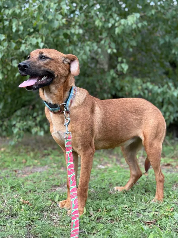 Pies do adopcji, Pieczyska, 11 listopada 2025 (3/4)