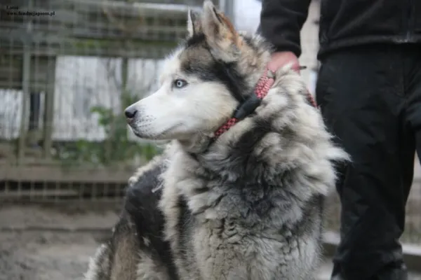 Pies do adopcji, Nowy Dwór Mazowiecki, 10 listopada 2025 (2/5)