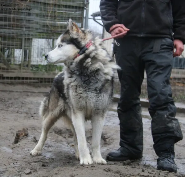 Pies do adopcji, Nowy Dwór Mazowiecki, 10 listopada 2025 (5/5)