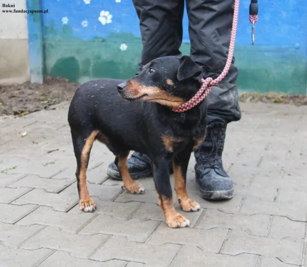 Pies do adopcji, Nowy Dwór Mazowiecki, 10 listopada 2025 (3/5)