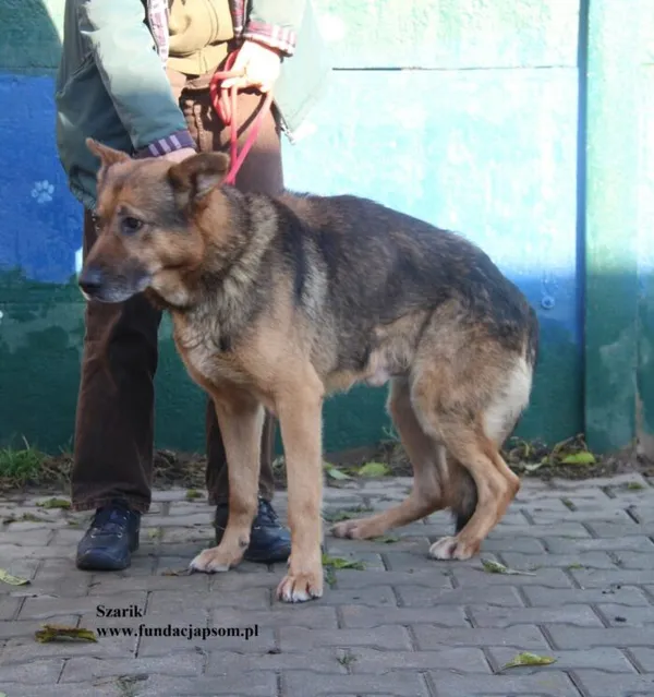 Pies do adopcji, Nowy Dwór Mazowiecki, 4 listopada 2025 (1/5)