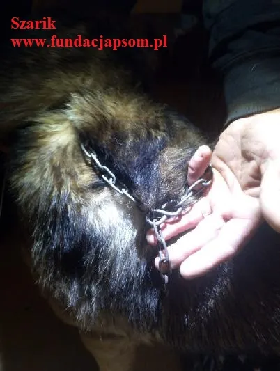 Pies do adopcji, Nowy Dwór Mazowiecki, 4 listopada 2025 (2/5)