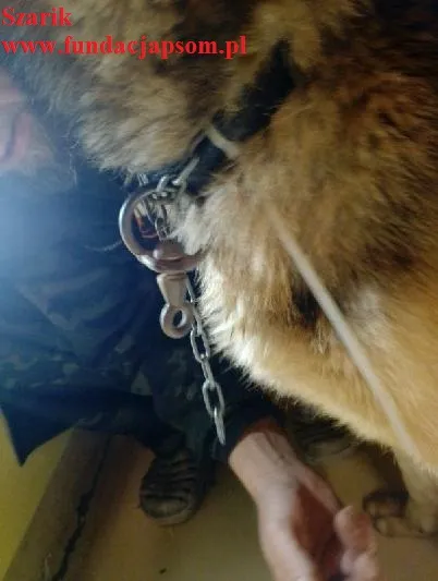 Pies do adopcji, Nowy Dwór Mazowiecki, 4 listopada 2025 (3/5)