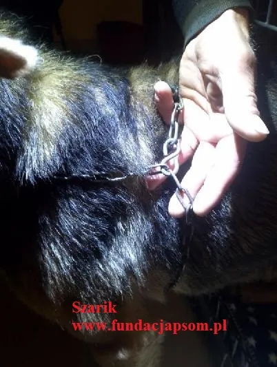 Pies do adopcji, Nowy Dwór Mazowiecki, 4 listopada 2025 (5/5)