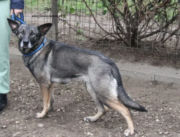 Pies do adopcji, Nowy Dwór Mazowiecki, 13 listopada 2024 (2/4)