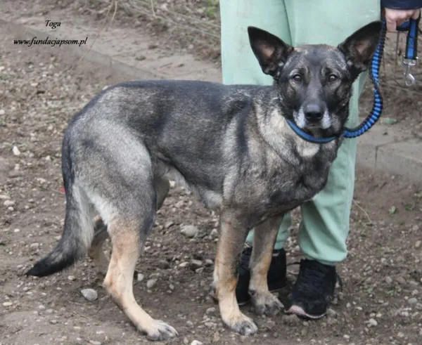 Pies do adopcji, Nowy Dwór Mazowiecki, 13 listopada 2024 (3/4)