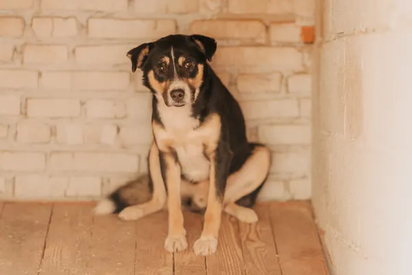 Pies do adopcji, Czartki, 12 listopada 2025 (1/2)