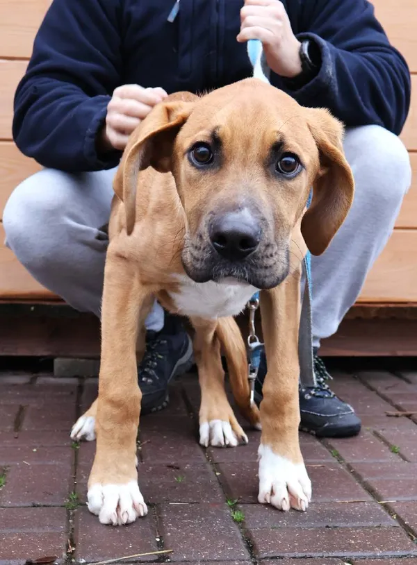 Znaleziono psa, Łódź, 12 listopada 2025 (1/4)