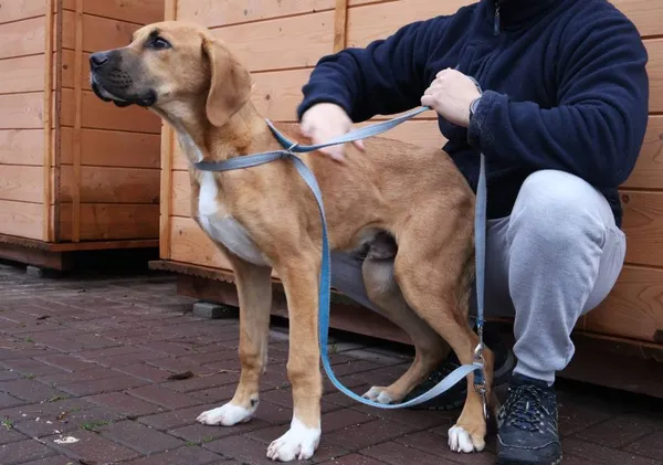 Znaleziono psa, Łódź, 12 listopada 2025 (2/4)