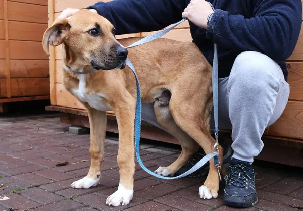 Znaleziono psa, Łódź, 12 listopada 2025 (4/4)