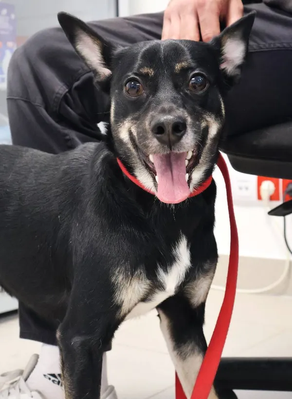 Znaleziono psa, Łódź, 12 listopada 2025 (1/3)