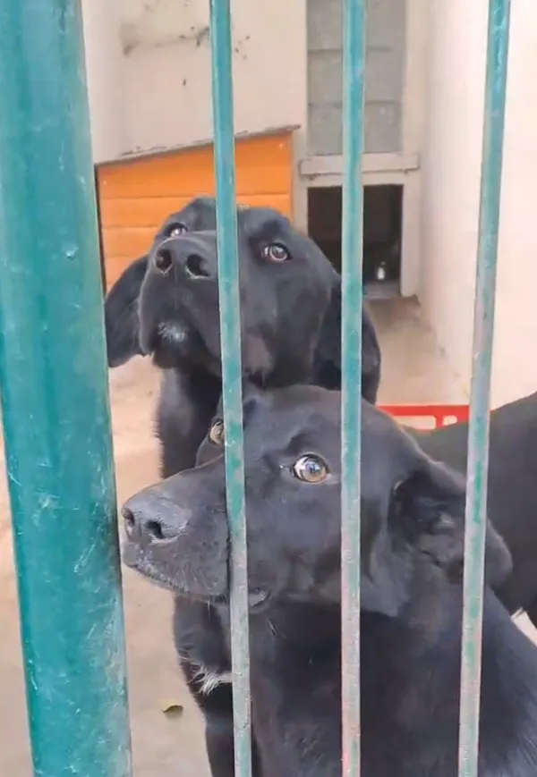 Pies do adopcji, Radom, 9 grudnia 2025