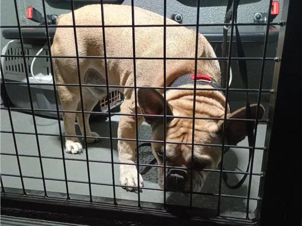 Znaleziono psa, Bydgoszcz, 11 listopada 2025