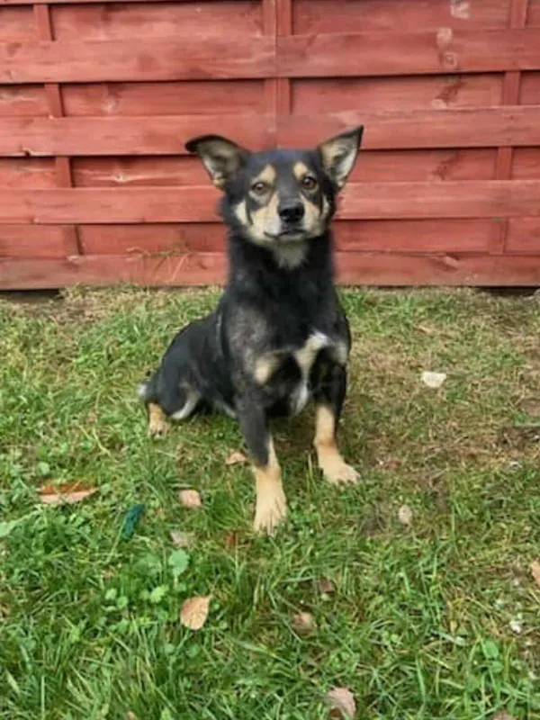 Znaleziono psa, Czartki, 12 listopada 2025