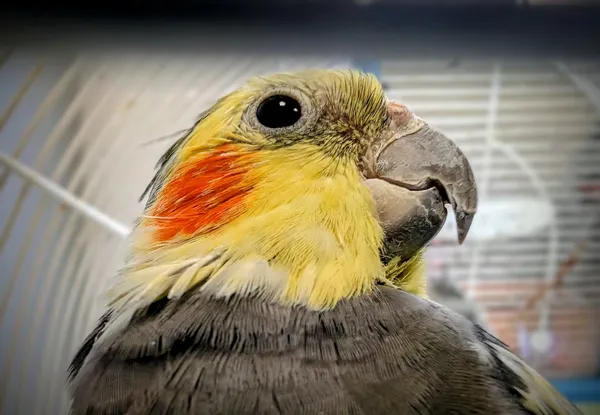 Znaleziono zwierzę, Lublin, 5 listopada 2025