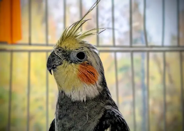 Znaleziono zwierzę, Lublin, 5 listopada 2025