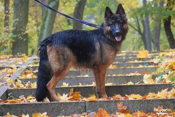 Znaleziono psa, Toruń, 23 października 2025