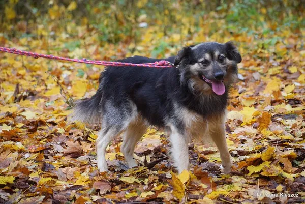 Znaleziono psa, Toruń, 14 października 2025