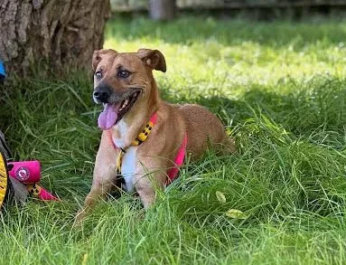 Pies do adopcji, Kraków, 28 października 2025