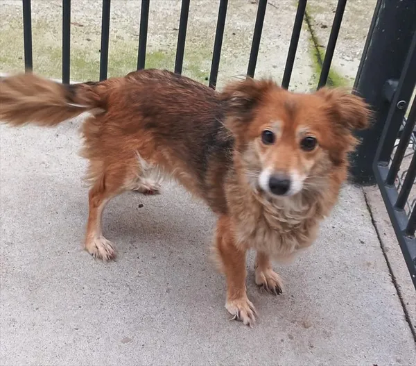 Pies do adopcji, Racibórz, 9 listopada 2025