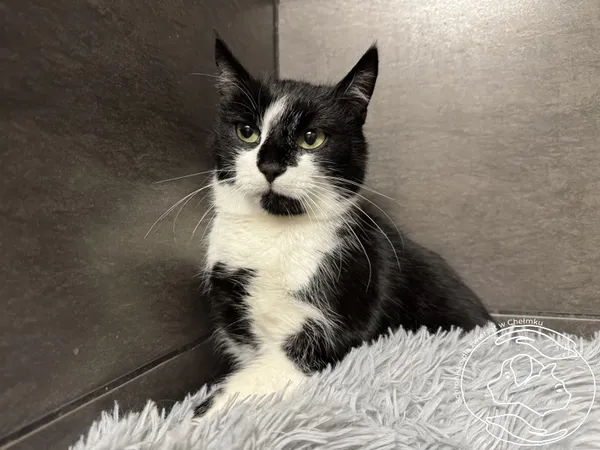 Kot do adopcji, Chełmek, 28 października 2025