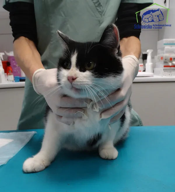 Znaleziono kota, Szczecin, 12 listopada 2025