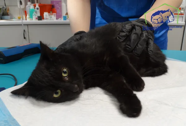 Znaleziono kota, Szczecin, 11 listopada 2025