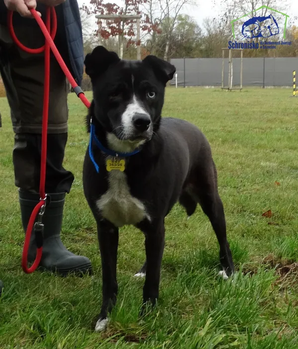 Znaleziono psa, Szczecin, 9 listopada 2025 (1/2)