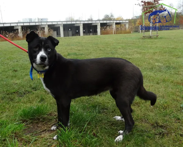 Znaleziono psa, Szczecin, 9 listopada 2025 (2/2)