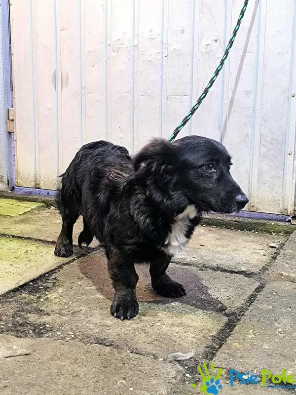 Pies do adopcji, Racławice, 7 listopada 2025 (2/2)