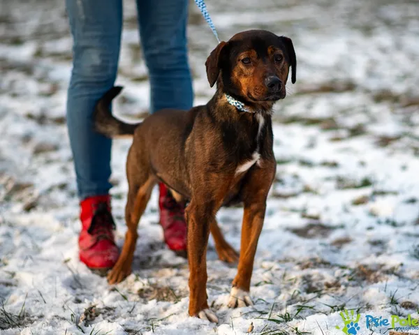 Pies do adopcji, Racławice, 10 listopada 2025 (2/5)