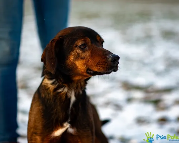 Pies do adopcji, Racławice, 10 listopada 2025 (3/5)