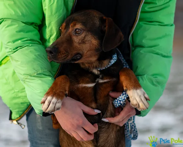 Pies do adopcji, Racławice, 10 listopada 2025 (5/5)