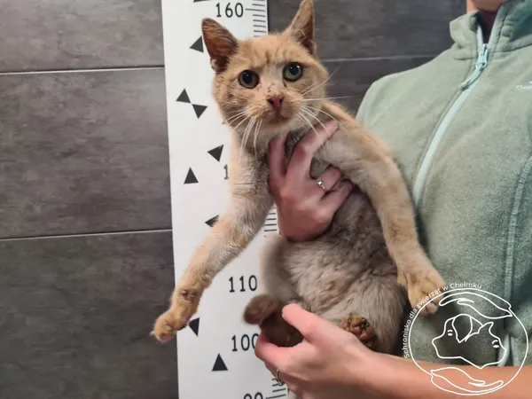 Znaleziono kota, Chełmek, 11 listopada 2025