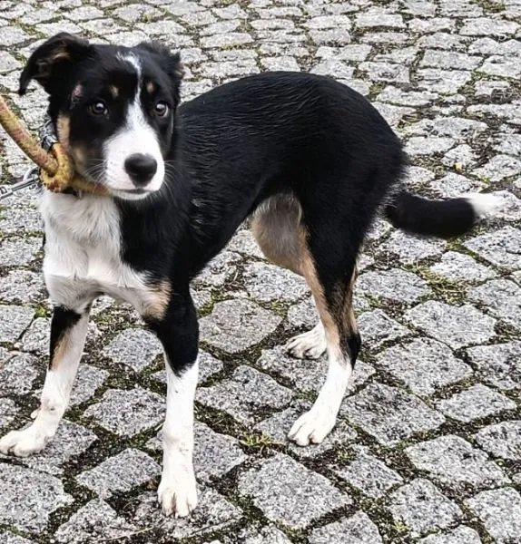 Znaleziono psa, Radom, 9 listopada 2025