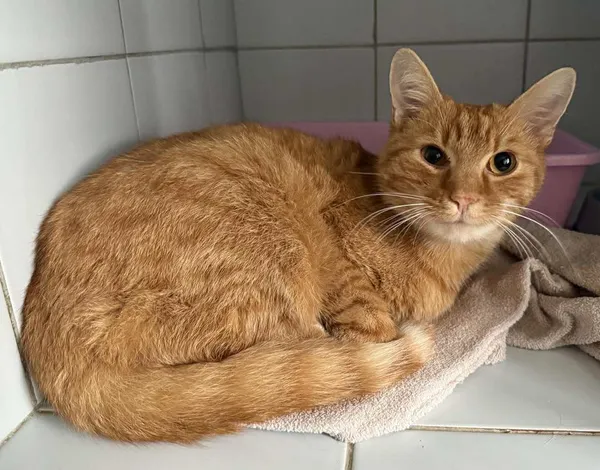 Znaleziono kota, Lublin, 7 listopada 2025