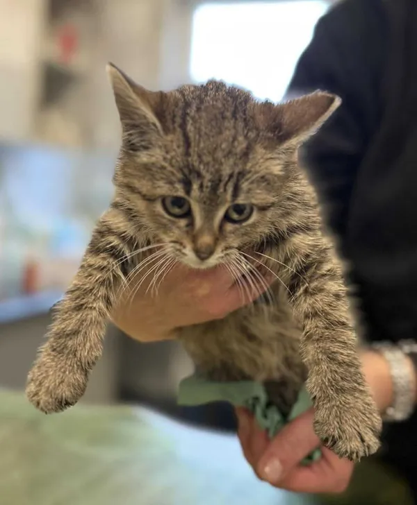 Znaleziono kota, Lublin, 8 listopada 2025