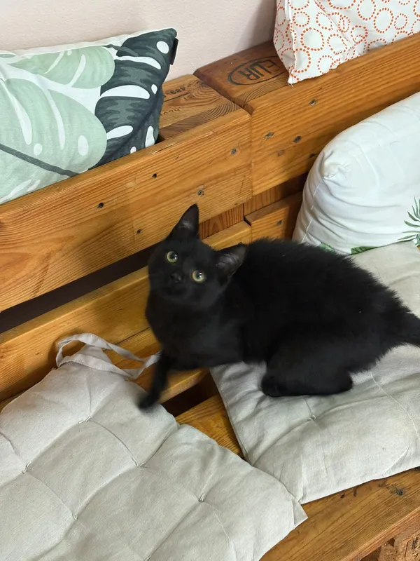 Kot do adopcji, Czartki, 12 listopada 2025 (3/5)