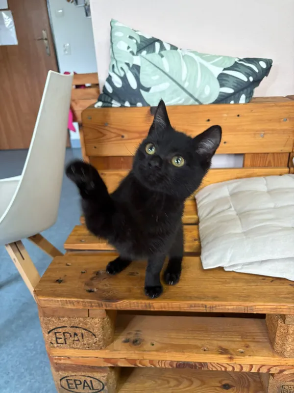 Kot do adopcji, Czartki, 12 listopada 2025 (4/5)