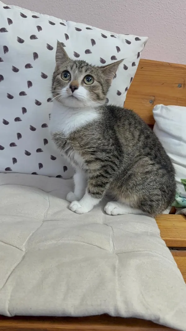 Kot do adopcji, Czartki, 12 listopada 2025 (2/5)