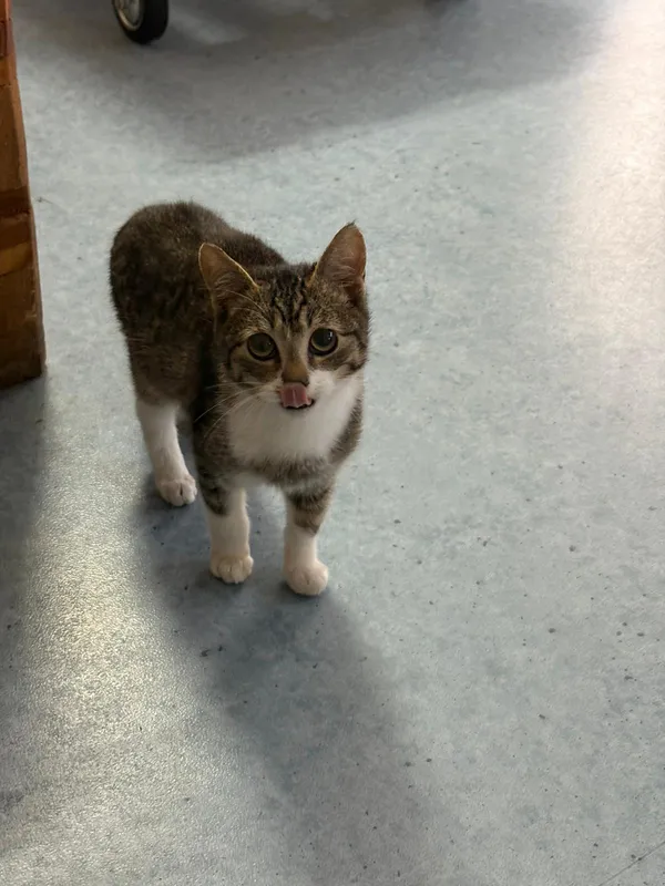 Kot do adopcji, Czartki, 12 listopada 2025 (3/5)