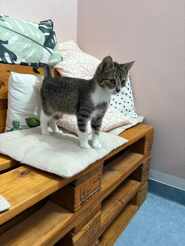 Kot do adopcji, Czartki, 12 listopada 2025 (5/5)