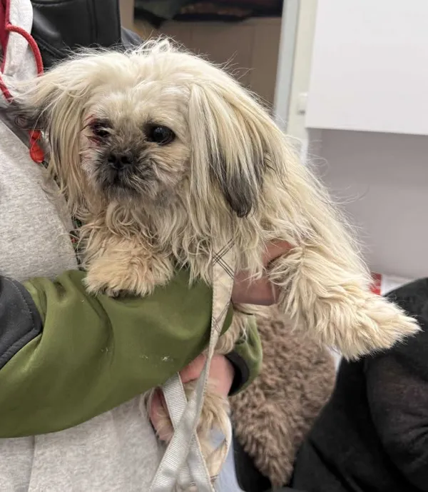 Znaleziono psa, Lublin, 10 listopada 2025