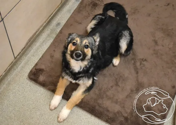 Pies do adopcji, Chełmek, 21 października 2025