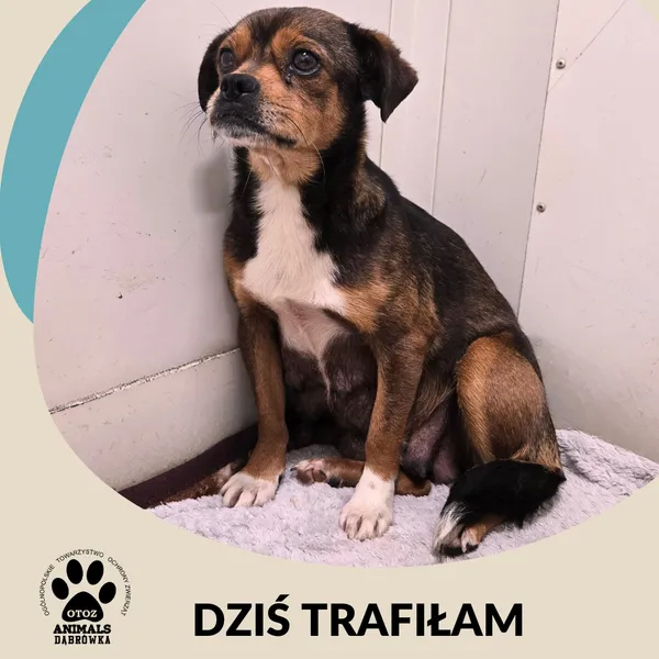 Znaleziono psa, Dąbrówka, 10 listopada 2025