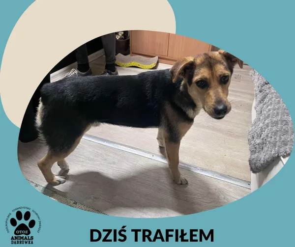 Znaleziono psa, Dąbrówka, 10 listopada 2025